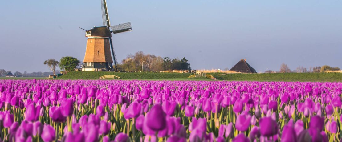 Descubra por qué el morado es el nuevo verde visitando Evonik en UTECH Europe 2024 en Maastricht, Países Bajos, del 23 al 25 de abril.